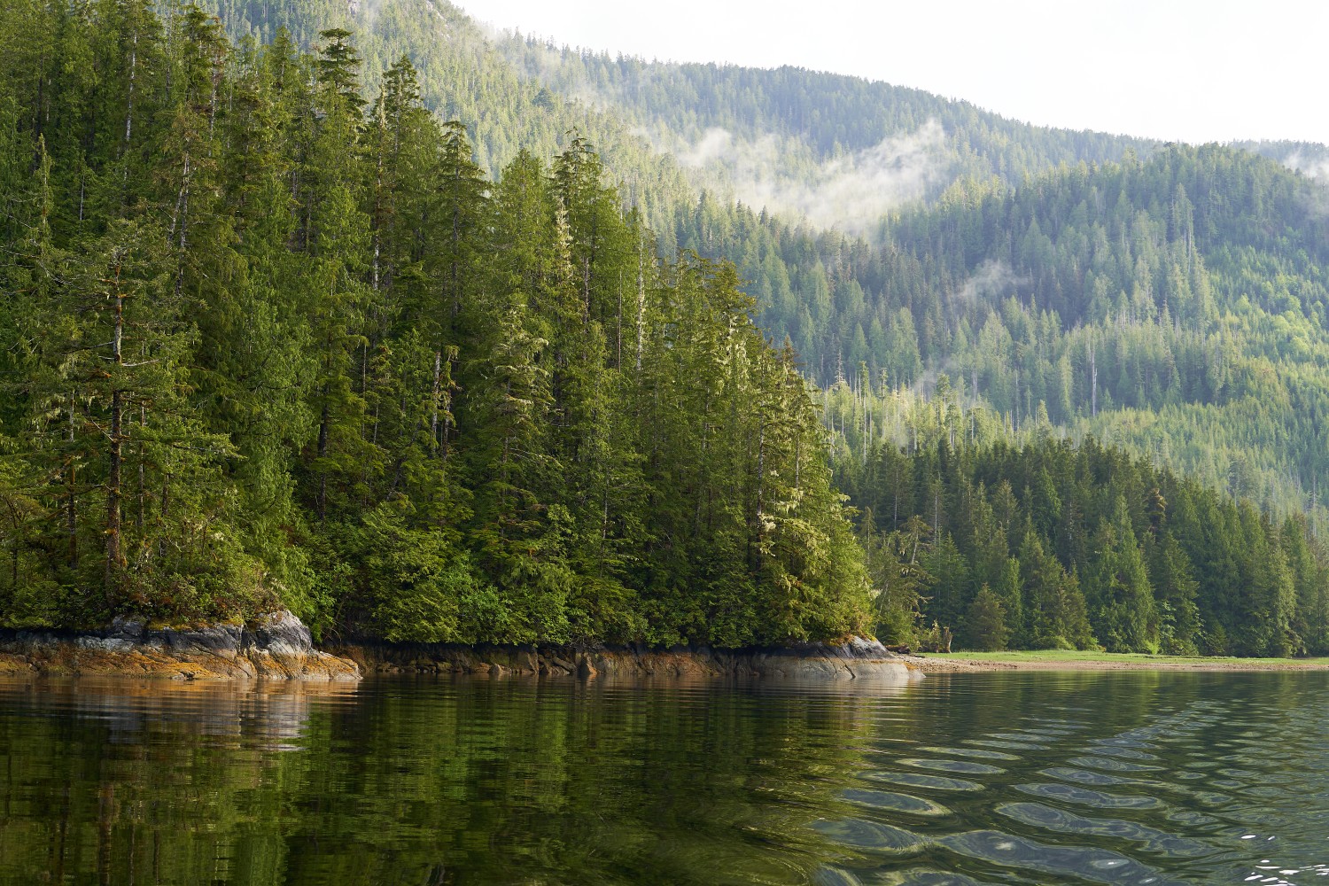 Green Coastline Kyoquot Sound - Golden Eagle Black Cod