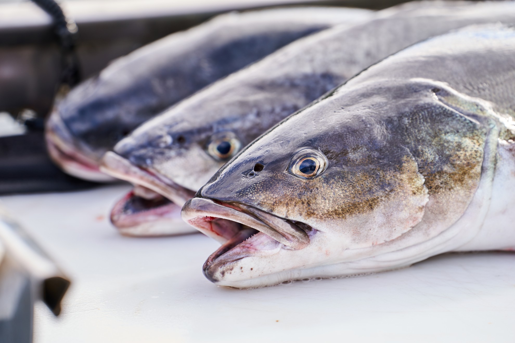 Golden Eagle Black Cod